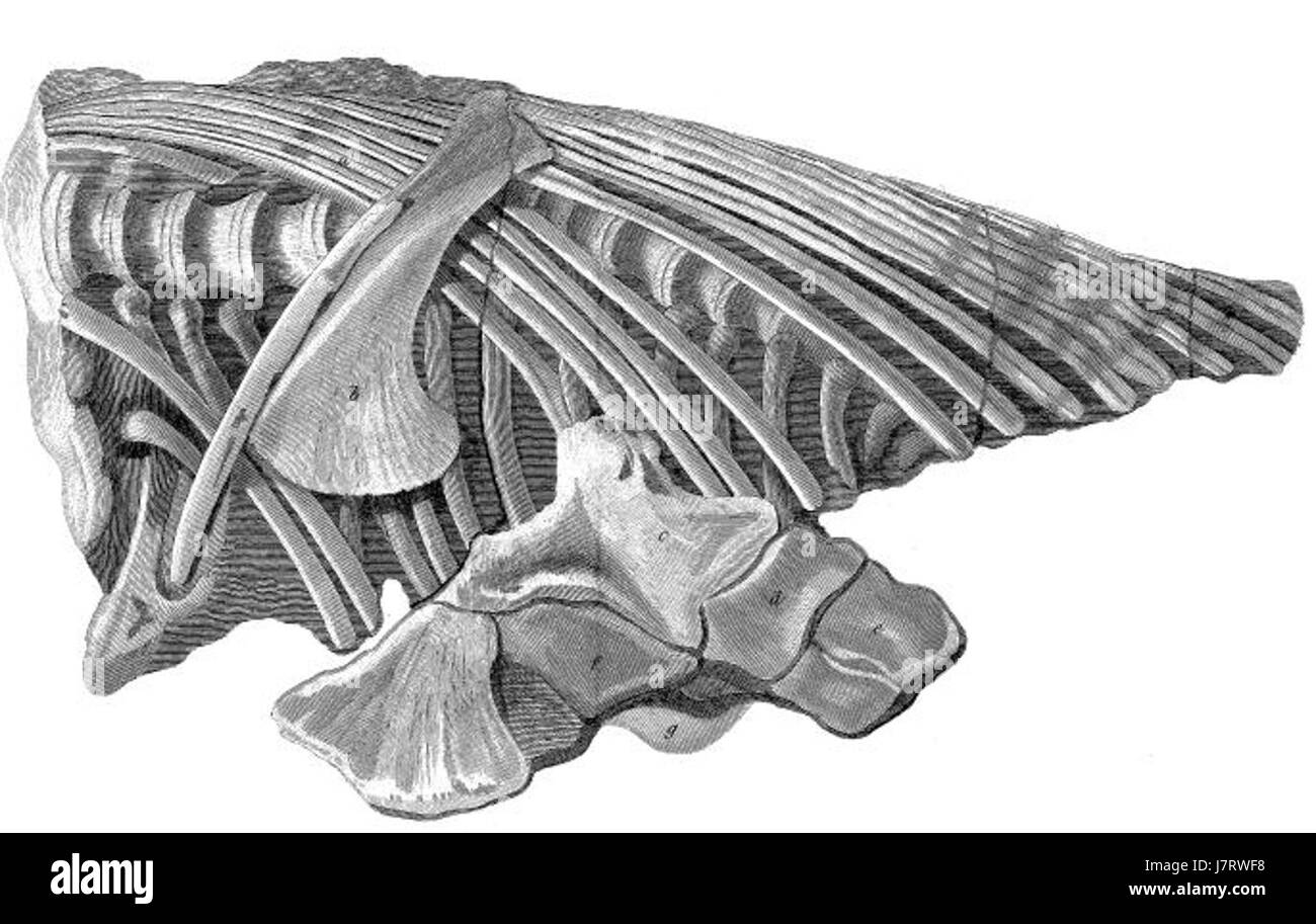 Le premier squelette d'ichtyosaure découvert par Mary Anning au début du XIXe siècle est une découverte paléontologique importante, fournissant des informations précieuses sur la vie marine préhistorique. Banque D'Images Le premier squelette d'ichtyosaure découvert par Mary Anning au début du XIXe siècle est une découverte paléontologique importante, fournissant des informations précieuses sur la vie marine préhistorique. Banque D'Images