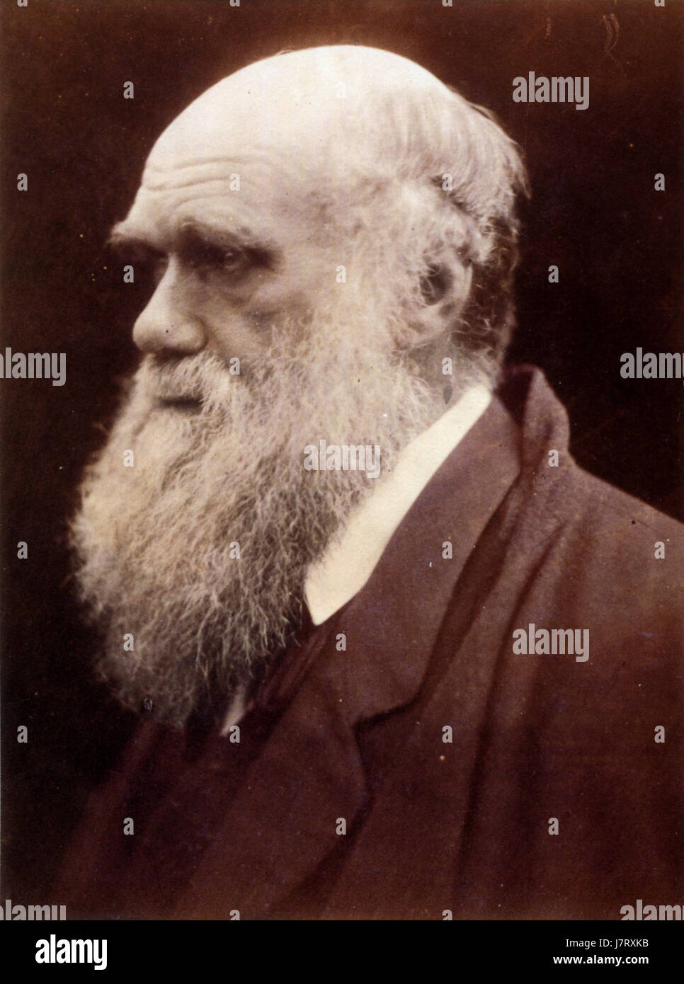 Cette photographie, capturée par Julia Margaret Cameron, présente le célèbre scientifique Charles Darwin, connu pour sa théorie de l'évolution. Le portrait intime de Cameronâ€™met en valeur la contribution de Darwinâ€™aux sciences naturelles. Banque D'Images