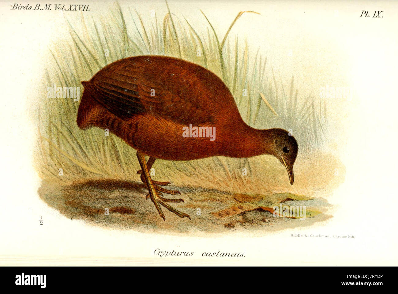 CrypturusCastaneusSmit Banque D'Images