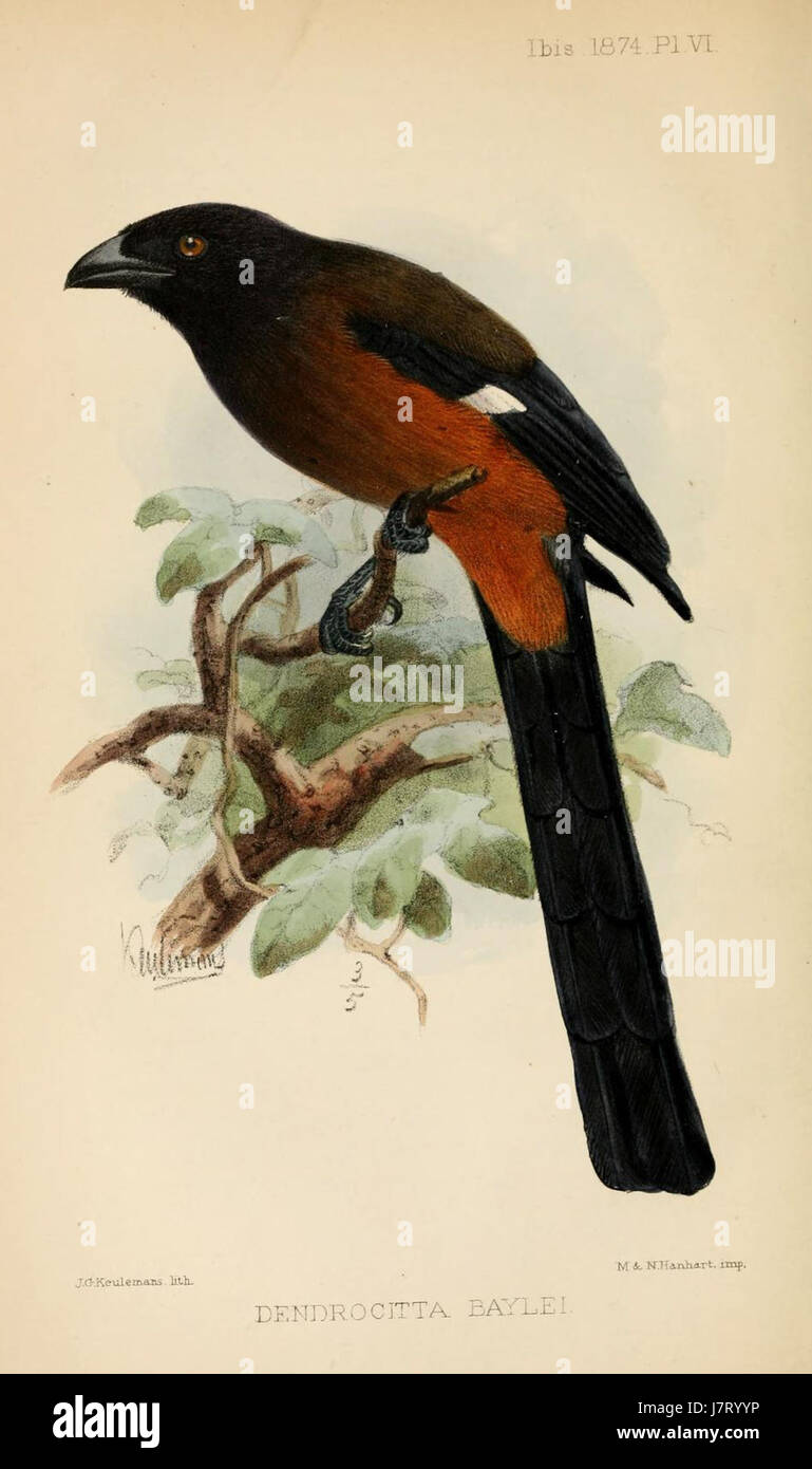 Dendrocitta baylei est une espèce d'oiseau de la famille des corneilles, originaire d'Asie du Sud-est. L'ibis fait référence à un type distinct d'échassier connu pour son long bec courbé, que l'on trouve dans certaines régions d'Asie et d'Afrique. Banque D'Images