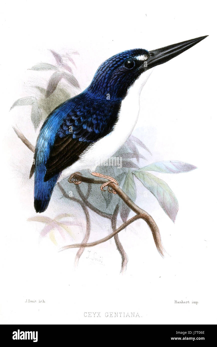 Ceyx Gentiana Smit est une œuvre d'art ou un sujet lié à la représentation visuelle de la figure mythologique Ceyx, peut-être par l'artiste Gentiana Smit. La pièce peut explorer des thèmes de la mythologie grecque et de l'interprétation artistique d'histoires anciennes. Banque D'Images