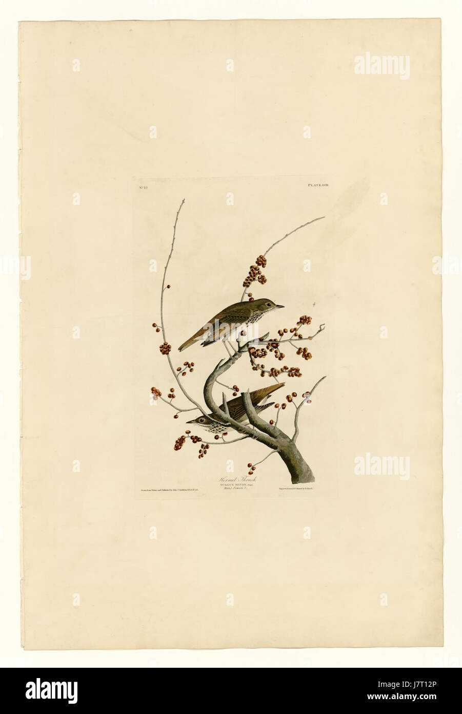 Le muguet Hermite est un oiseau chanteur migrateur originaire d'Amérique du Nord. Connu pour son chant mélodieux, il est souvent trouvé dans les zones boisées, en particulier dans les parties nord du continent pendant la saison de reproduction. Banque D'Images