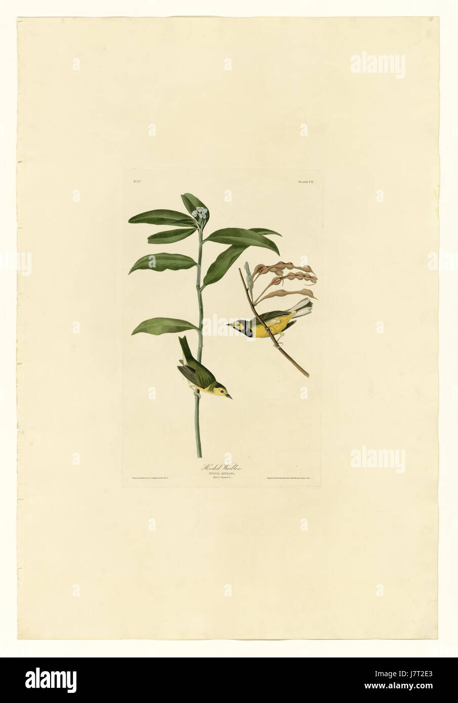 La Paruline à capuchon (*Setophaga citrina*) est un oiseau chanteur migrateur originaire d'Amérique du Nord. Cette espèce se caractérise par son plumage jaune et noir distinct et se trouve dans les zones boisées pendant les saisons de reproduction, souvent entendues pour son chant mélodieux. Banque D'Images