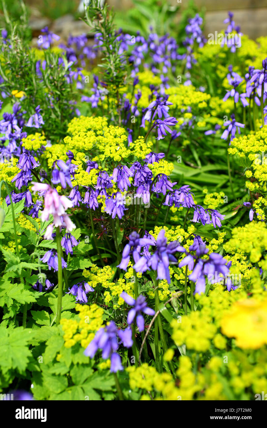 Ant & Bee sur Bluebells Banque D'Images