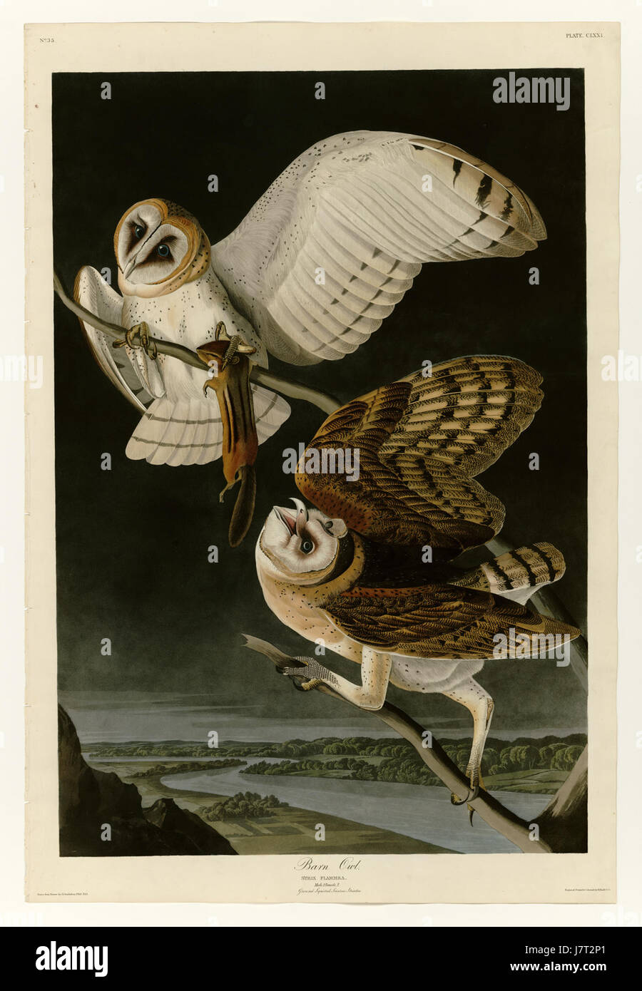 La chouette de la grange (Tyto alba) est une espèce de chouette connue pour son visage en forme de cœur et ses habitudes de chasse nocturnes. Le numéro '171' peut faire référence à une instance ou à un document spécifique lié à cette espèce. Banque D'Images La chouette de la grange (Tyto alba) est une espèce de chouette connue pour son visage en forme de cœur et ses habitudes de chasse nocturnes. Le numéro '171' peut faire référence à une instance ou à un document spécifique lié à cette espèce. Banque D'Images