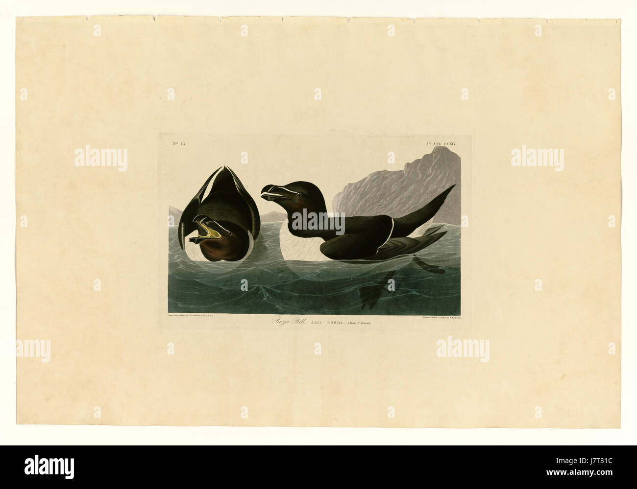 Le 'projet de loi sur le rasoir de 214' fait référence à une espèce d'oiseau connue pour son bec pointu, le projet de loi sur le rasoir (ALCA torda). Cet oiseau de mer, que l'on trouve dans l'Atlantique Nord, est reconnu pour son plumage noir et blanc et sa forme de bec distinctive, qui l'aide à attraper des poissons. Banque D'Images