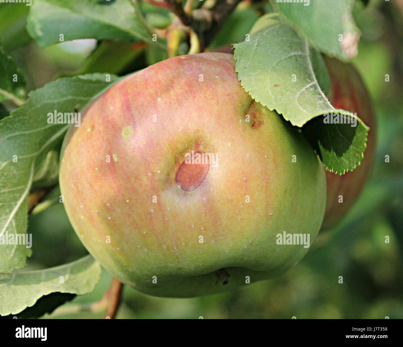 201208179999 14u Banque D'Images