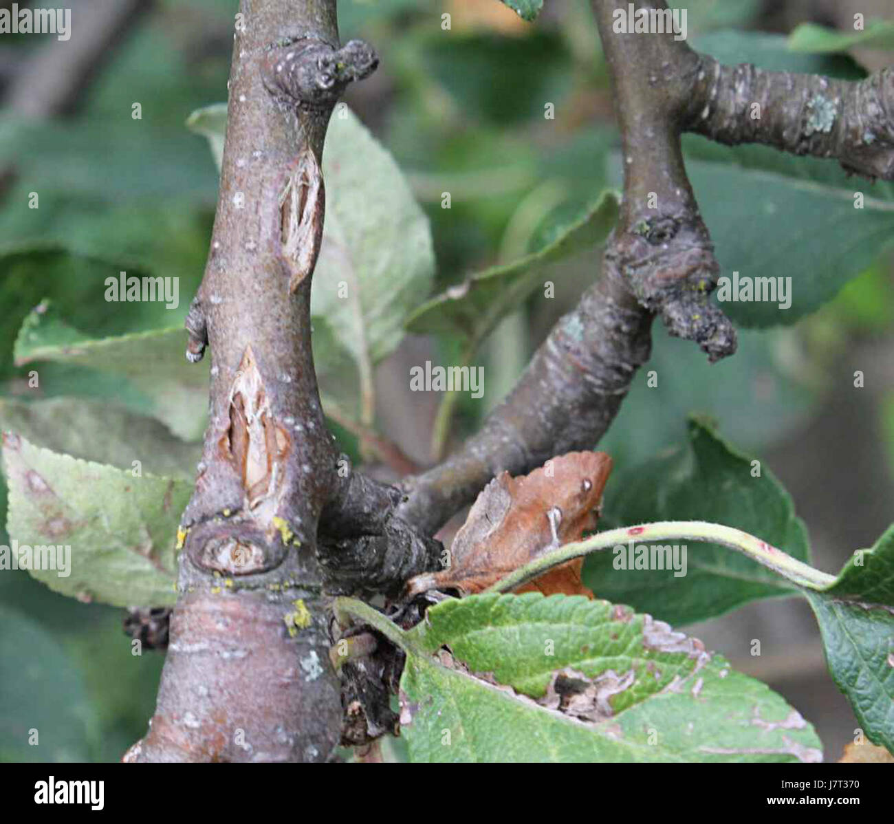 Le titre semble faire référence à une date spécifique, le 17 août 2012, peut-être liée à un événement ou à un élément avec les chiffres '9999 59u', bien que plus de contexte soit nécessaire pour clarifier sa signification. Banque D'Images