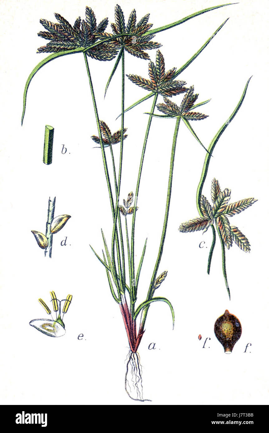 Cyperus flavescens est une espèce de cassis de la famille des Cyperaceae, connue pour sa coloration jaune-vert caractéristique. Il pousse dans les zones humides et est couramment trouvé dans les régions tempérées. Cette plante est importante dans les études écologiques et botaniques pour son rôle dans les écosystèmes des zones humides. Banque D'Images Cyperus flavescens est une espèce de cassis de la famille des Cyperaceae, connue pour sa coloration jaune-vert caractéristique. Il pousse dans les zones humides et est couramment trouvé dans les régions tempérées. Cette plante est importante dans les études écologiques et botaniques pour son rôle dans les écosystèmes des zones humides. Banque D'Images