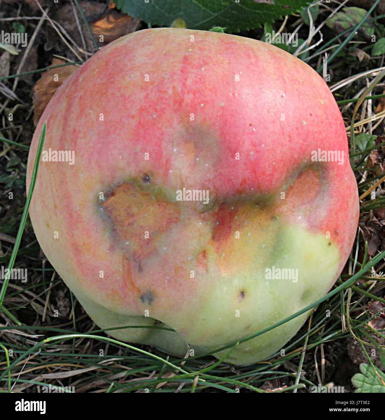 Il s'agit d'une collection photographique ou d'un événement, noté par la date '20120817' et le code '9999 19u'. L'importance et le contexte de cette collection ne sont pas précisés, mais elle peut représenter un moment ou un document d'archives. Banque D'Images