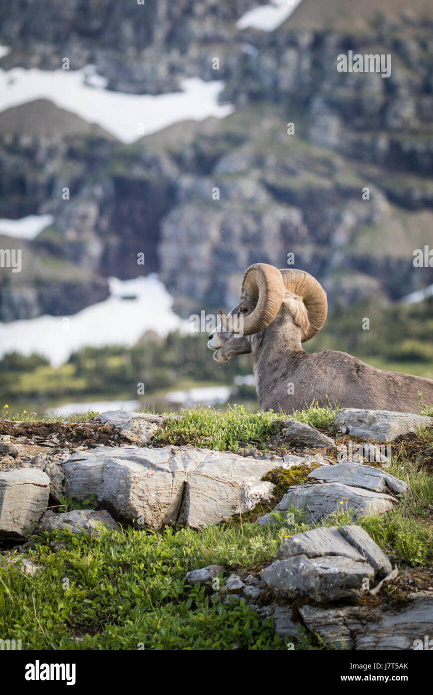 Mouflon Ovis canadensis // les moutons / Ram / Brown / rocky mountain sheep Banque D'Images