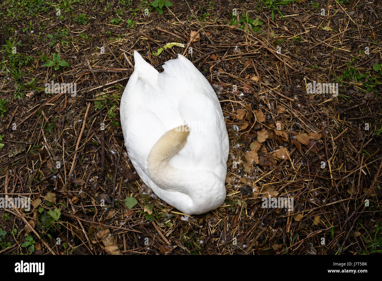 Un cygne couver leurs œufs sur un nid sur le côté de la rivière Avon à Bradford on Avon, Wiltshire, Angleterre. Banque D'Images