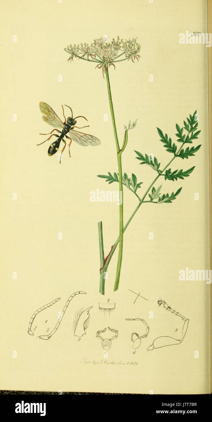 Une plaque scientifique du volume 4 de *British Entomology*, représentant diverses espèces d'insectes trouvées au Royaume-Uni, présentant des illustrations détaillées de ces espèces et de leurs caractéristiques. Banque D'Images