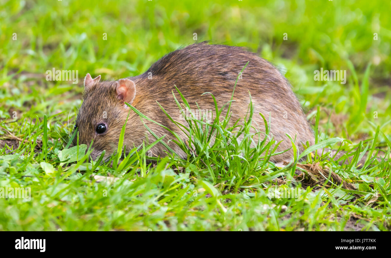 Rat dans l'herbe à l'extérieur à la recherche de nourriture. Banque D'Images