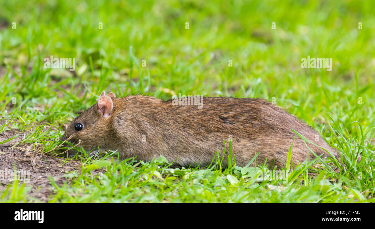 Rat dans l'herbe à l'extérieur à la recherche de nourriture. Banque D'Images