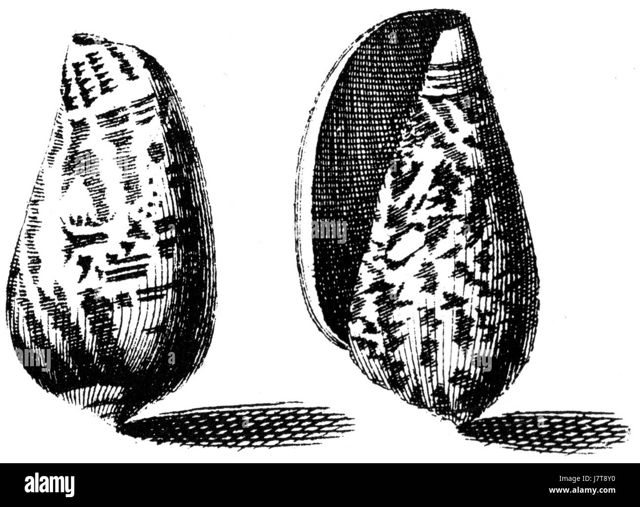 Conus bullatus est une espèce d'escargot marin, appartenant à la famille des Conidae, connue pour sa coquille magnifiquement structurée et sa piqûre venimeuse, qu'elle utilise pour capturer des proies dans son habitat naturel. Banque D'Images