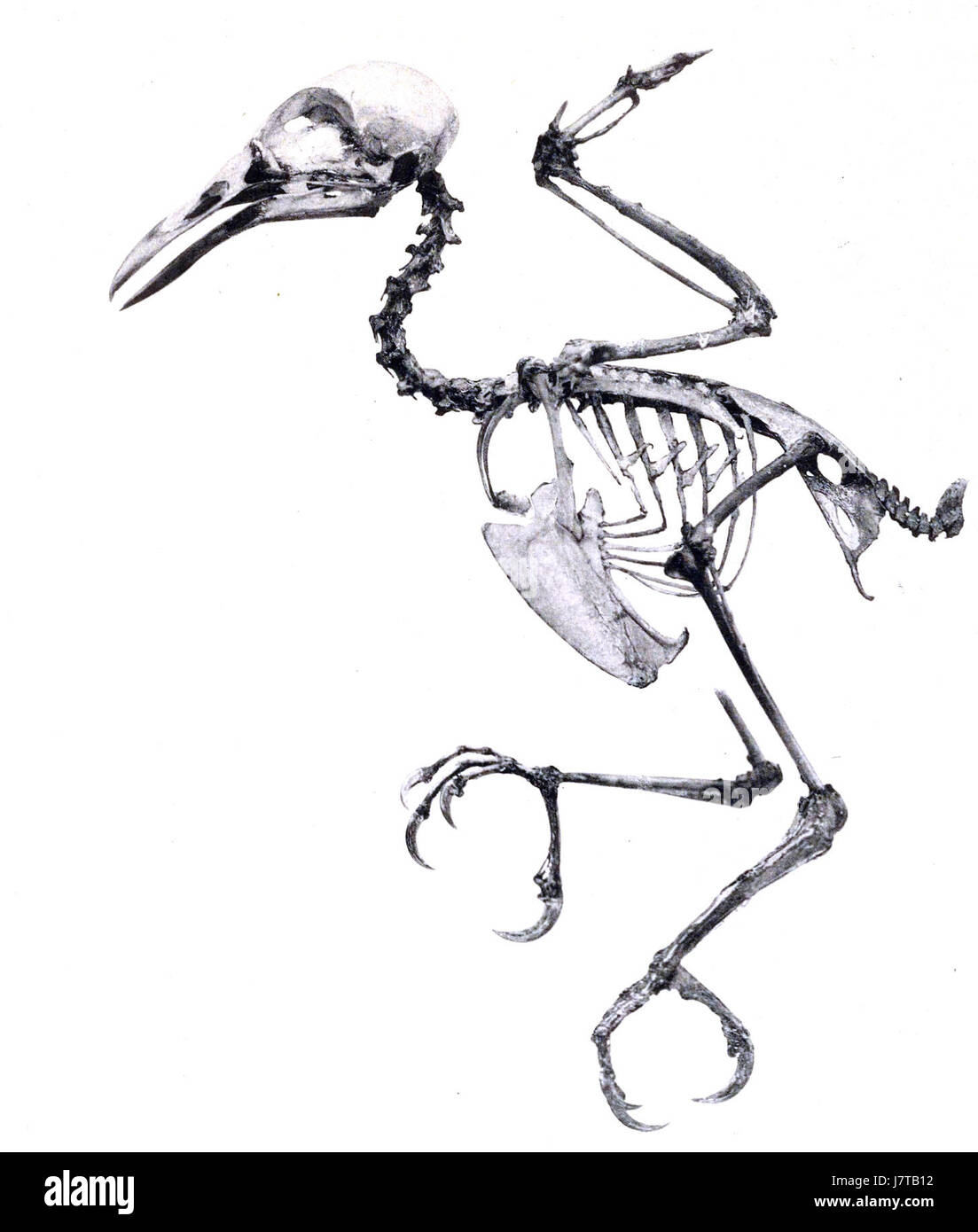 'Abbildungen von V1 Meye 0103b' fait référence à un ensemble d'illustrations ou de dessins créés par V1 Meye, représentant peut-être des sujets historiques ou botaniques. Le contexte des illustrations donnerait un aperçu de la nature de l'œuvre. Banque D'Images