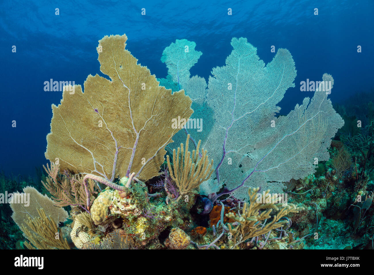 Les récifs coralliens des Caraïbes, Jardines de la Reina, Cuba Banque D'Images