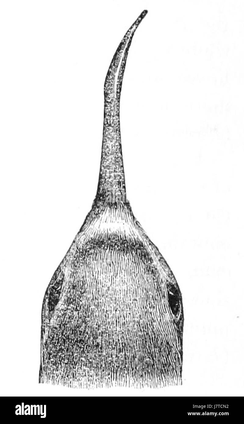 Anarhynchus frontalis, également connu sous le nom de roche néo-zélandaise, est une petite espèce d'oiseau originaire de Nouvelle-Zélande. L'image représente la tête de l'espèce dans une illustration détaillée de 1869, montrant ses caractéristiques distinctives, y compris son plumage et sa taille, soulignant son rôle dans la faune aviaire unique de Nouvelle-Zélande. Banque D'Images