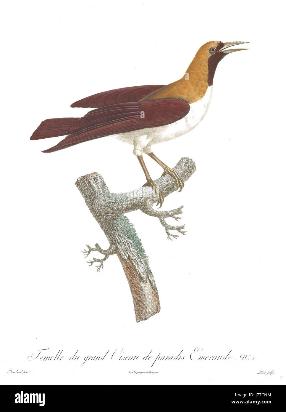 Cette assiette de Barraband illustre les « Birds of Paradise Rollers », une espèce colorée et exotique connue pour son plumage vibrant. Barraband, un artiste français, était réputé pour ses représentations détaillées d'oiseaux. Banque D'Images