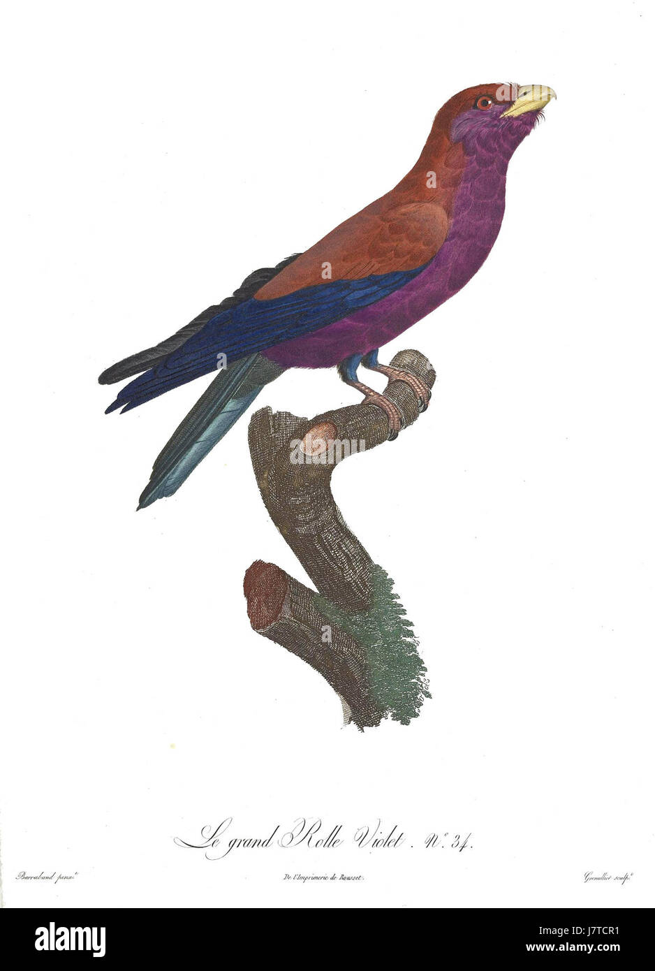 La 'Birds of Paradise Rollers plate 34' est une illustration détaillée de l'artiste français Jacques Barraband. Il met en vedette les oiseaux exotiques et incroyablement colorés du Paradis, reflétant l'habileté de Barrabandâ€™à représenter les espèces aviaires avec des détails complexes et des couleurs vives. Banque D'Images