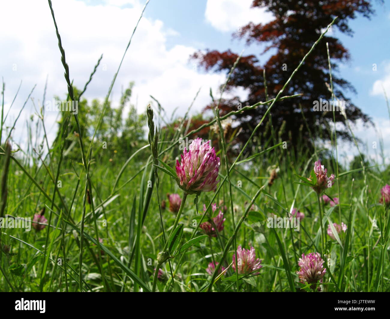 La photographie de la Nature Banque D'Images