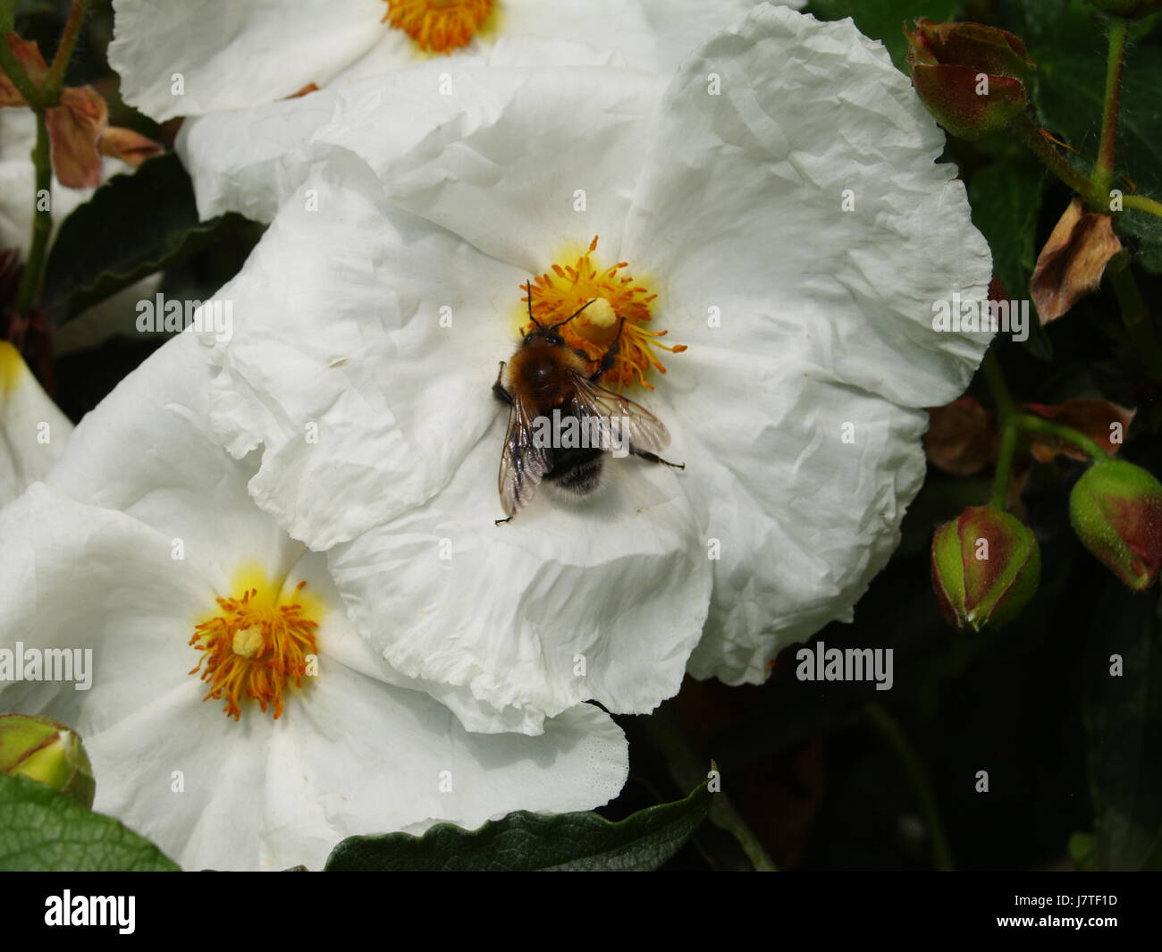 La photographie de la Nature Banque D'Images