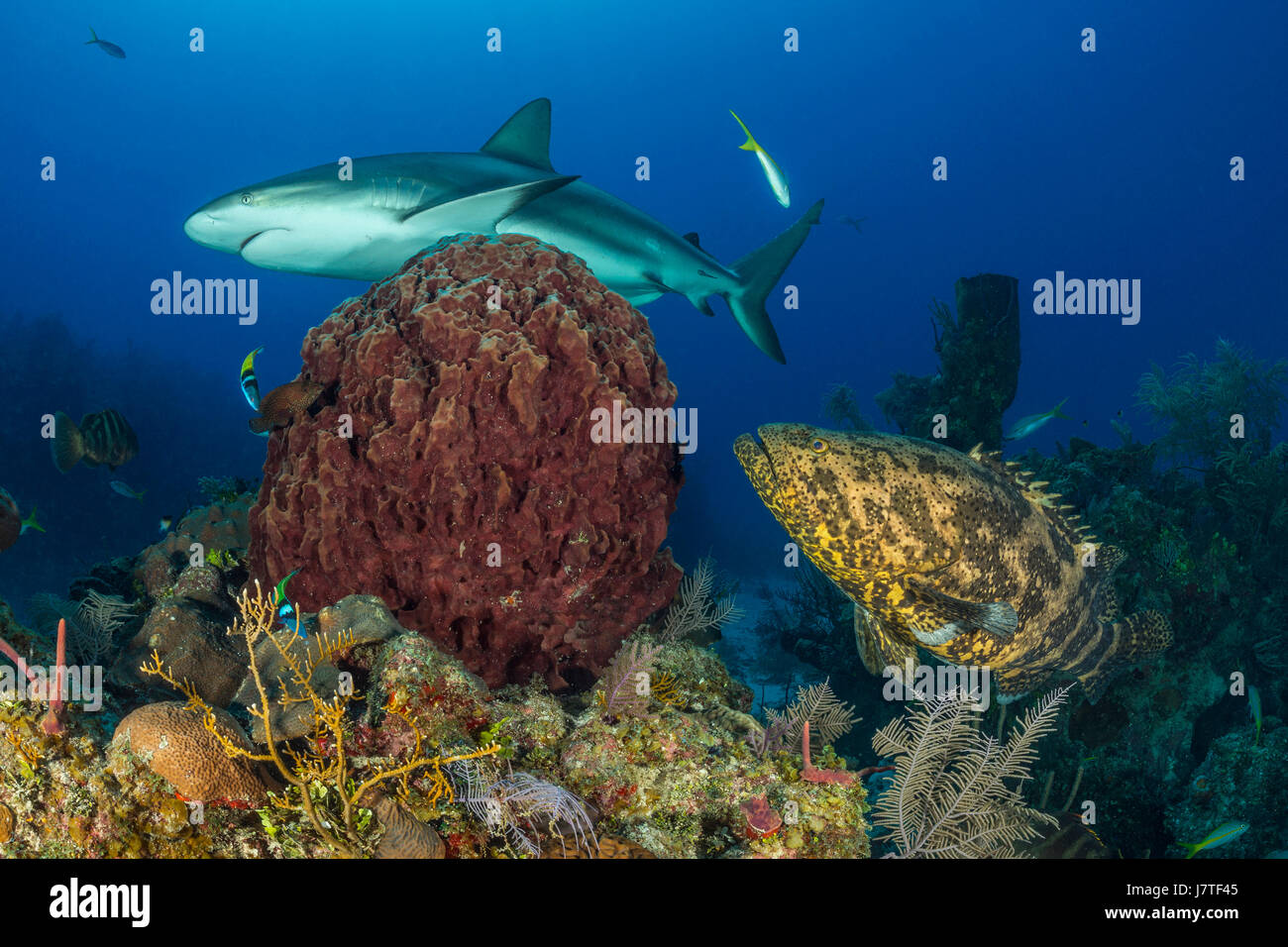 Goliath Grouper, Epinephelus itajara, Jardines de la Reina, Cuba Banque D'Images