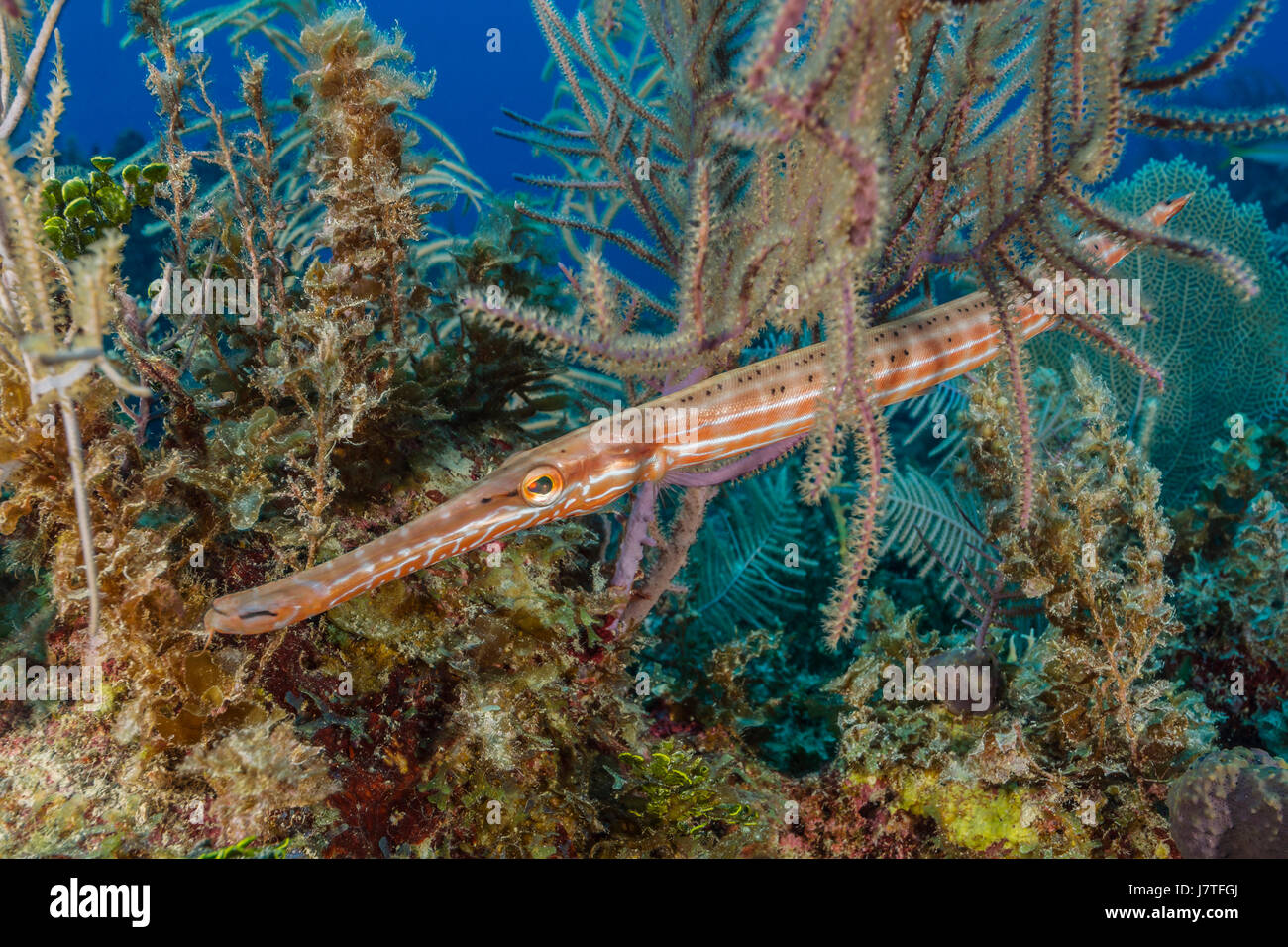 Poissons-trompette, Aulostomus maculatus, Jardines de la Reina, Cuba Banque D'Images