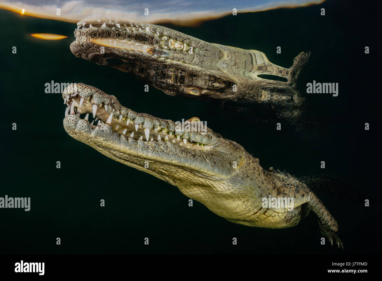 Crocodile, Crocodylus acutus, Jardines de la Reina, Cuba Banque D'Images