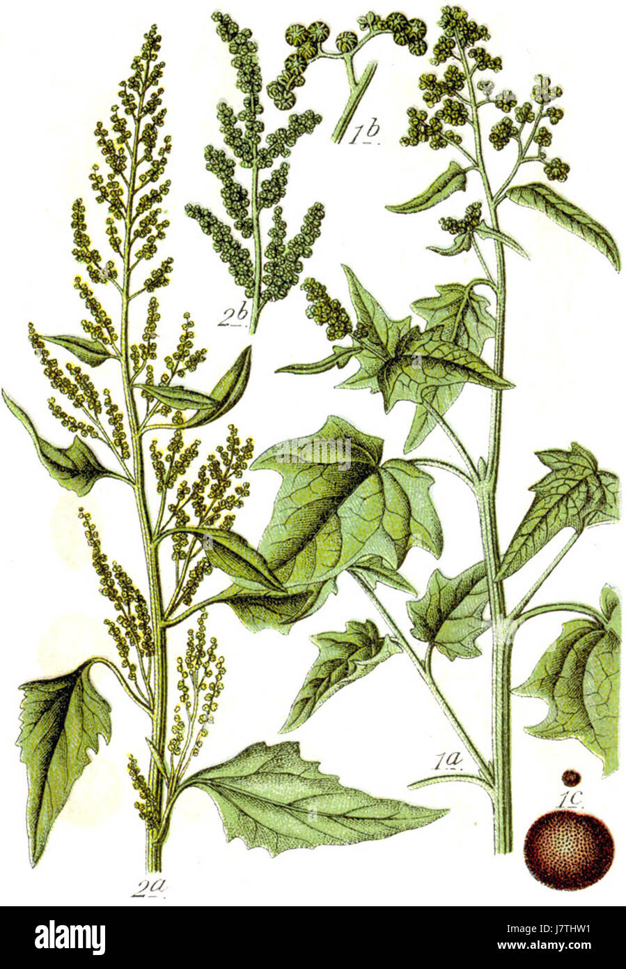 Chenopodium est un genre de plantes, communément connu sous le nom de pied-de-poule, que l'on trouve dans une variété d'environnements. Les espèces de ce genre sont souvent utilisées en médecine traditionnelle, comme nourriture et en agriculture, certaines variétés étant cultivées pour leurs graines ou feuilles comestibles. Banque D'Images