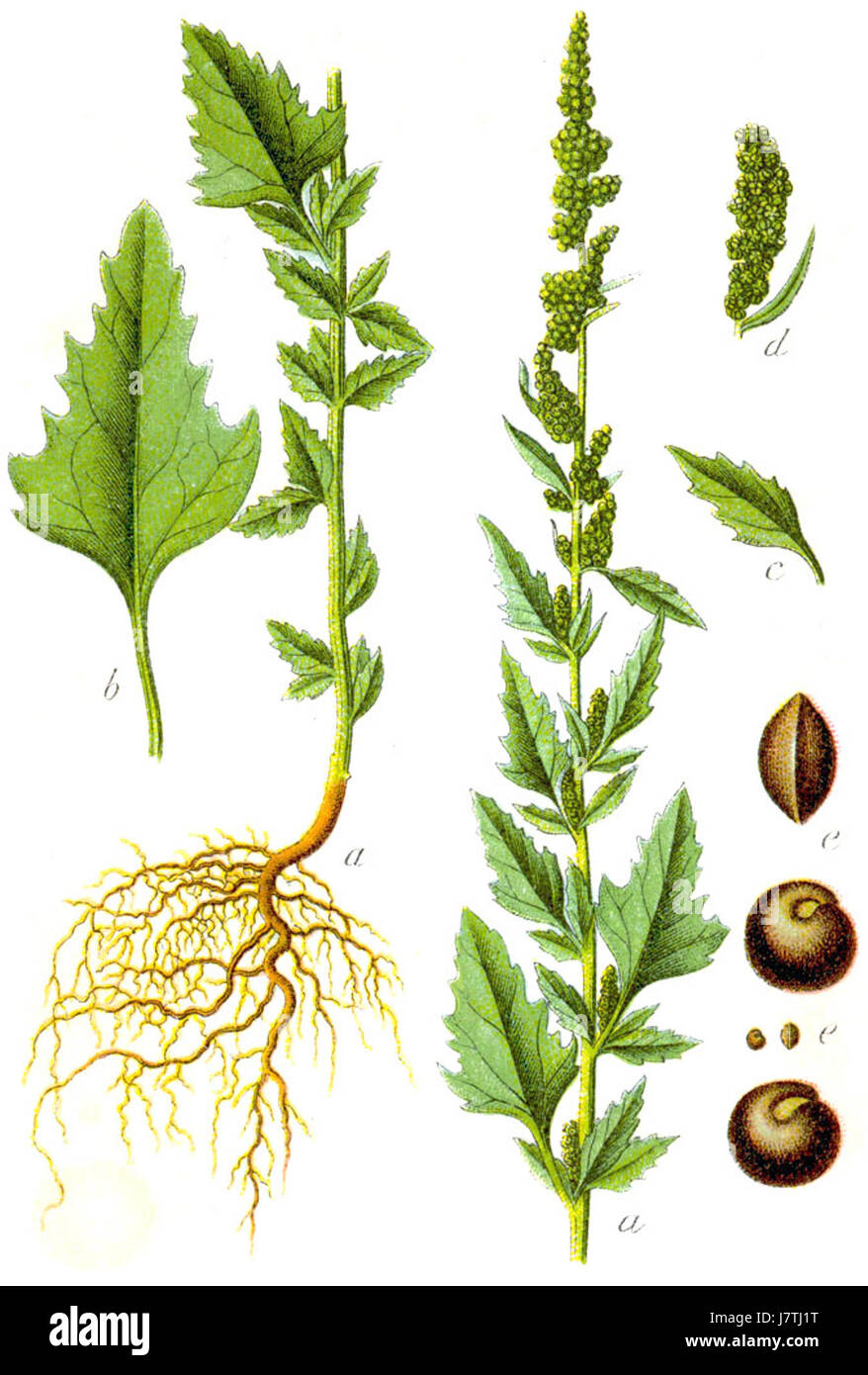 Illustration botanique de l'album Chenopodium, communément appelé Lamb's Quarters, par Sturm. L'image met en évidence les caractéristiques de la plante et son rôle dans l'identification et la classification des plantes. Banque D'Images Illustration botanique de l'album Chenopodium, communément appelé Lamb's Quarters, par Sturm. L'image met en évidence les caractéristiques de la plante et son rôle dans l'identification et la classification des plantes. Banque D'Images