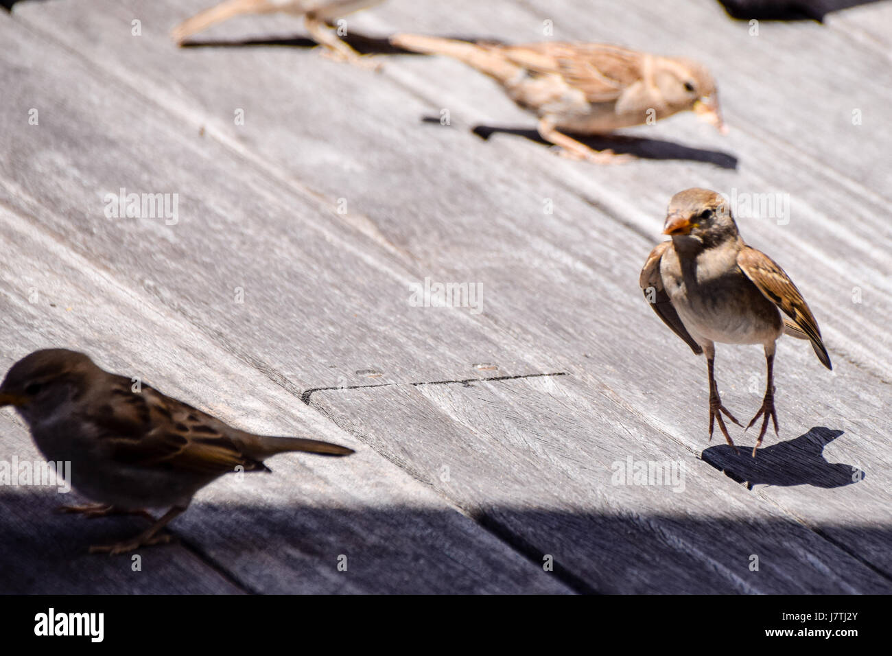 Hopping mad - sparrow houblon après un autre oiseau en quête de nourriture Banque D'Images