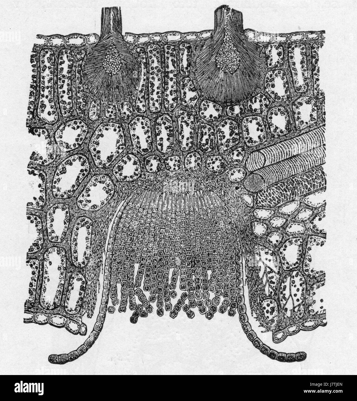 Berberis vulgaris et Puccinia graminis, Bernard Banque D'Images