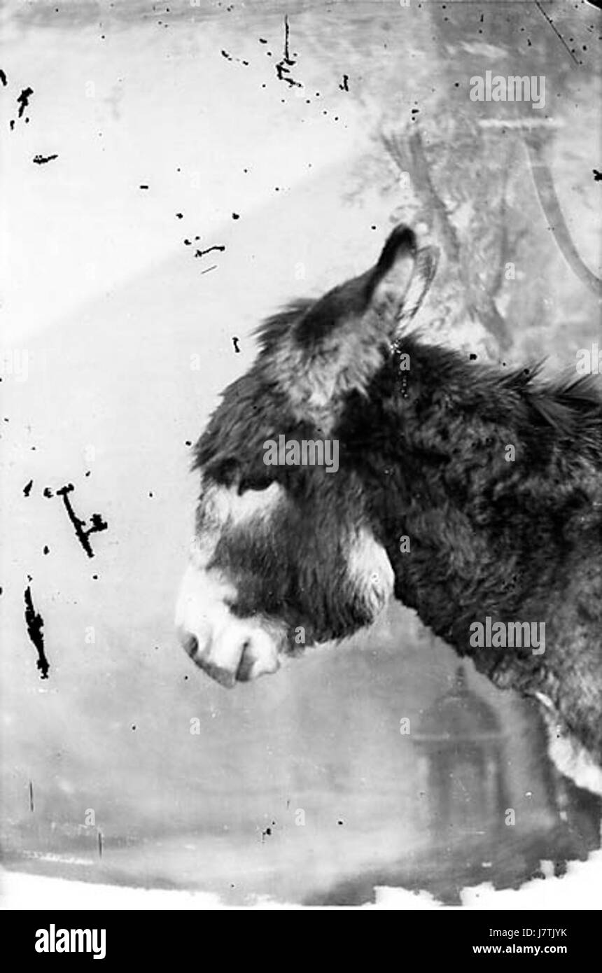 Un âne ANL3363225 Banque D'Images Un âne ANL3363225 Banque D'Images