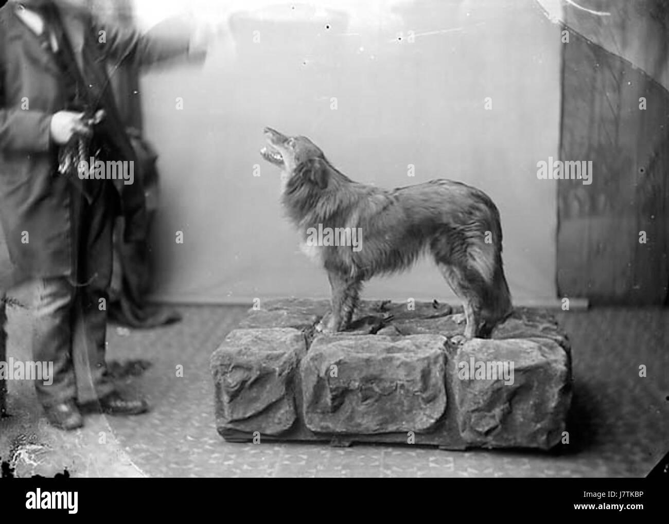 Chien Collie NLW3363262 désigne un chien Collie spécifique, probablement identifié par ce numéro d'enregistrement. La race Collie est connue pour son intelligence, sa loyauté et ses capacités d'élevage, apparaissant souvent comme chiens de travail ou dans la culture populaire. Banque D'Images