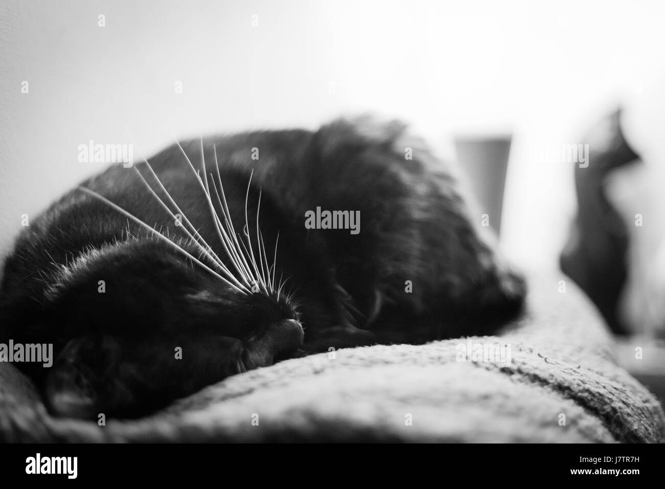 Couchage chat confortablement sur la couverture, noir et blanc photo Banque D'Images