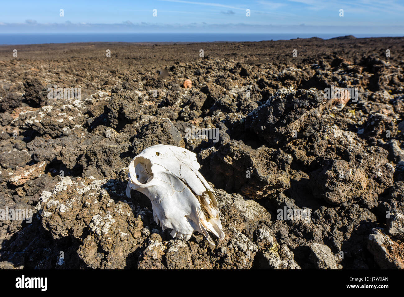 Crâne animal en milieu hostile, paysage Timanfaya Lanzarote, Canary Islands, Spain, Europe Banque D'Images