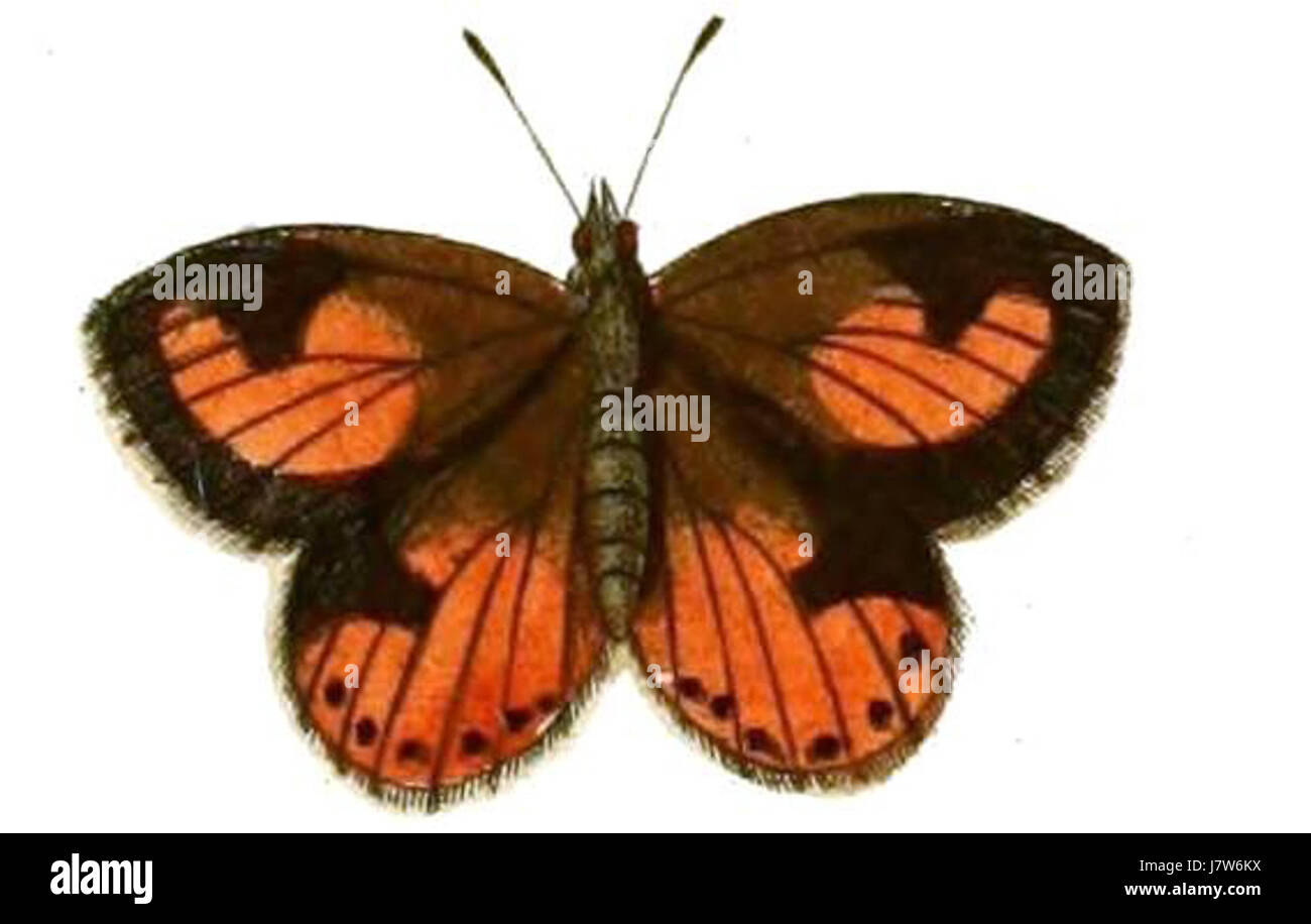 Aloeides pierus Banque D'Images