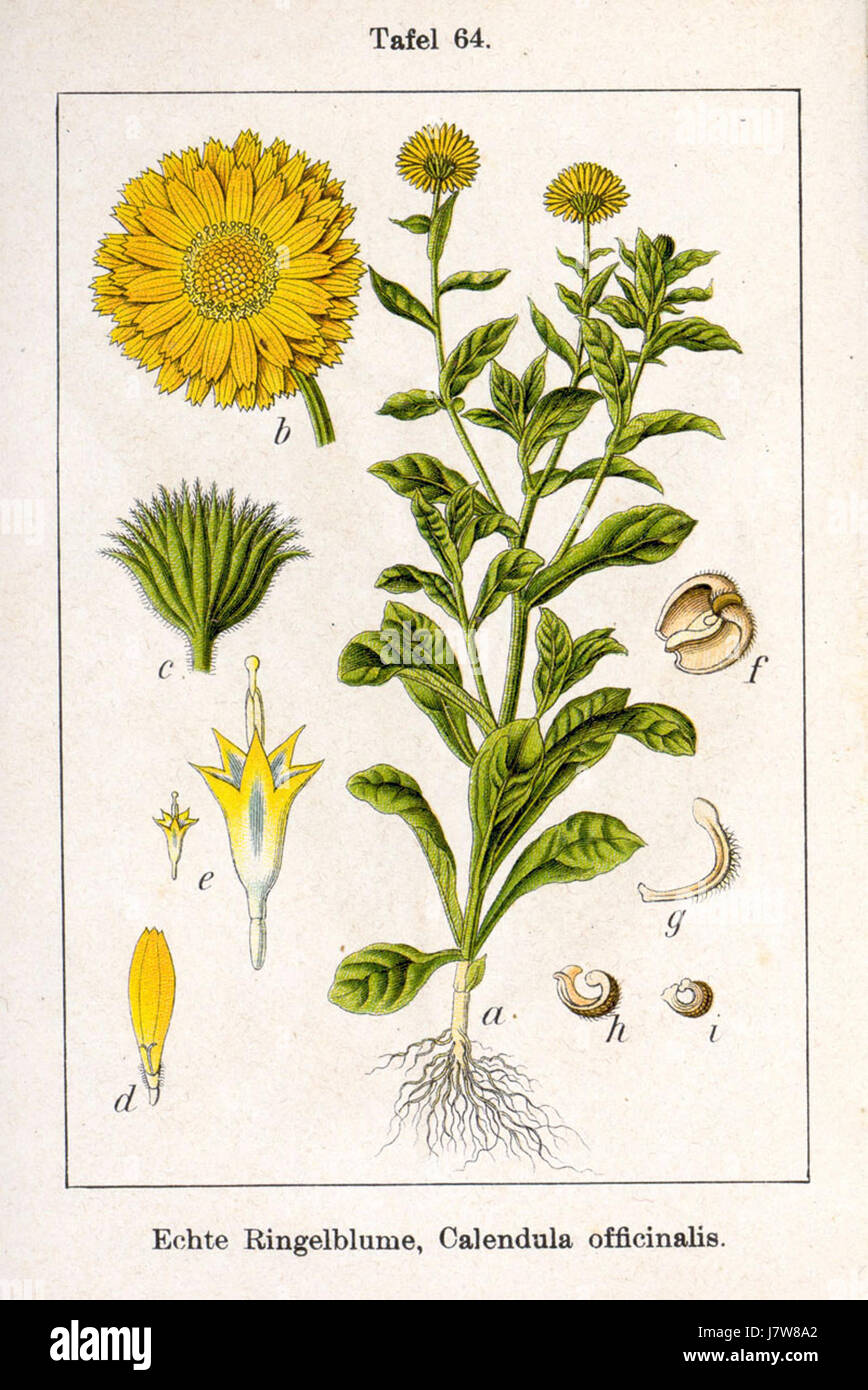 'Calendula officinalis Sturm13064' est une illustration botanique de Johann Georg Sturm, représentant la fleur de souci avec précision, facilitant l'identification et l'étude des plantes. Banque D'Images