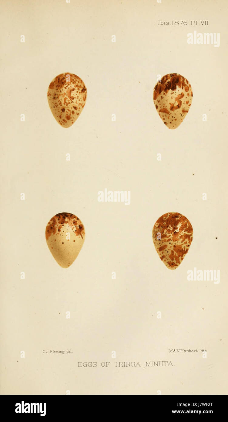 Les œufs de Calidris minuta, une espèce de petit échassier, ont été étudiés en 1876. Ces œufs se trouvent généralement dans les zones côtières et sont essentiels pour comprendre la reproduction et le comportement de l'espèce. Banque D'Images