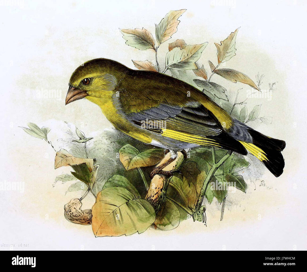 Chloris chloris 1869 Banque D'Images