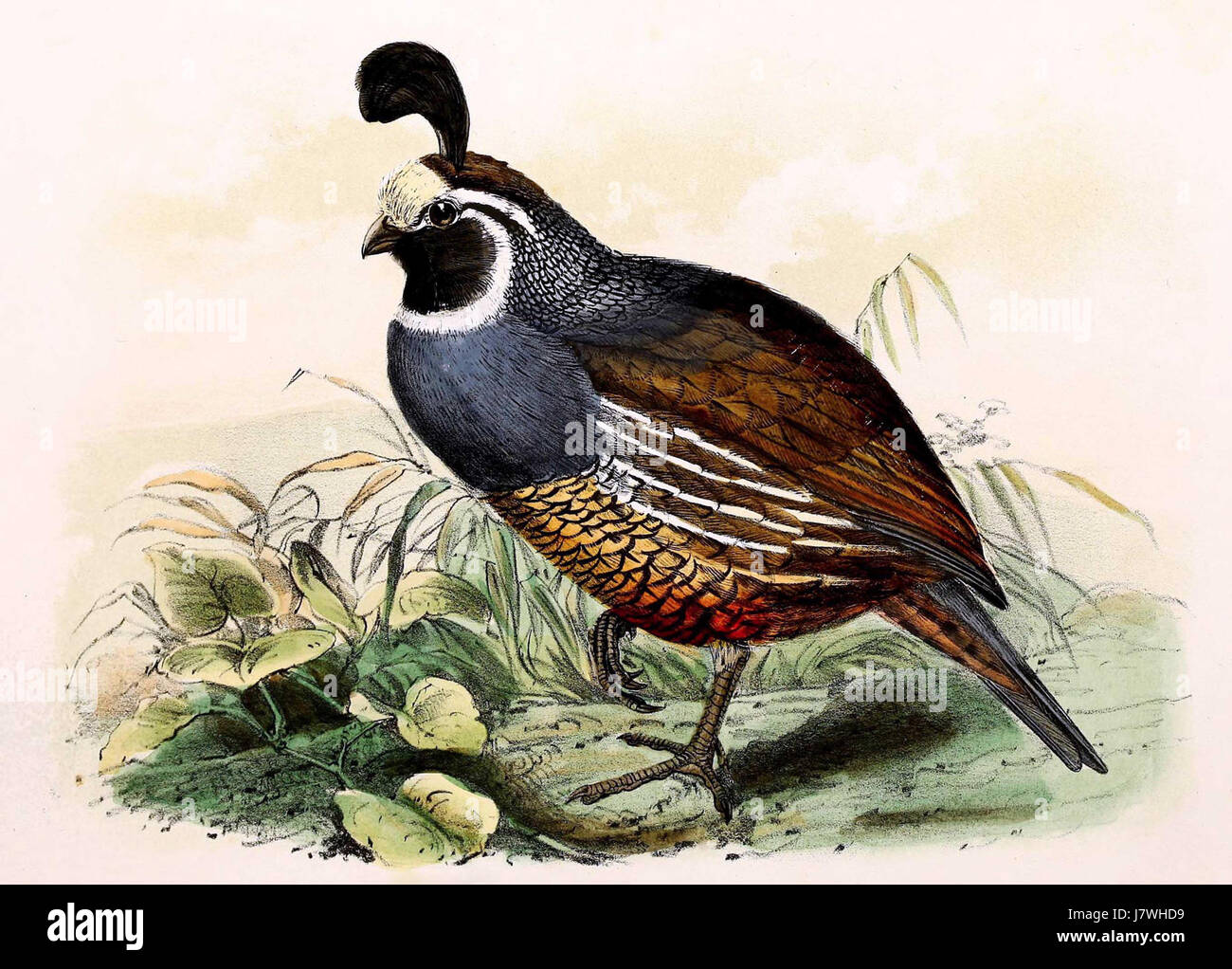 Callipepla californica 1869 Banque D'Images