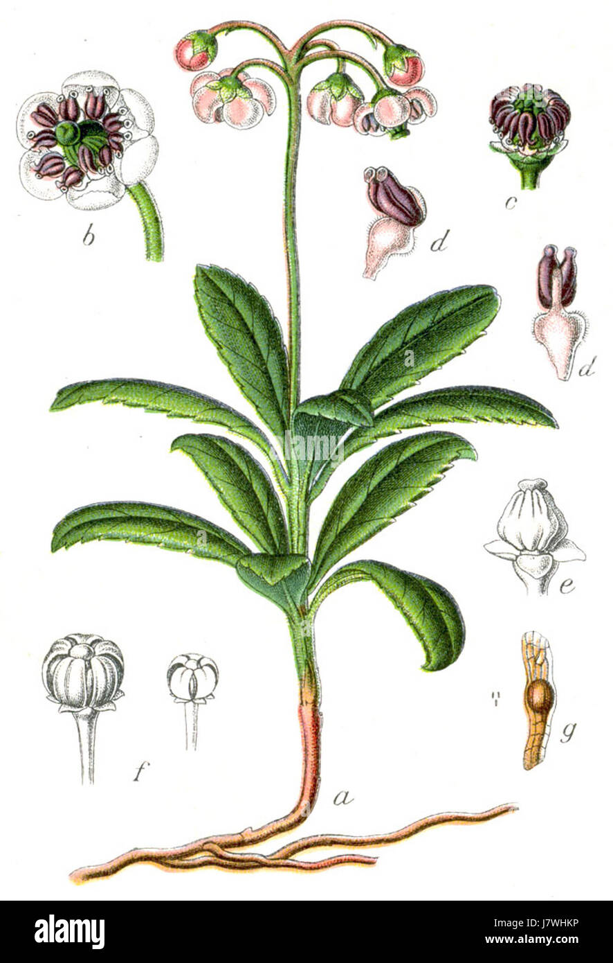 Chimaphila umbellata Sturm51 Banque D'Images