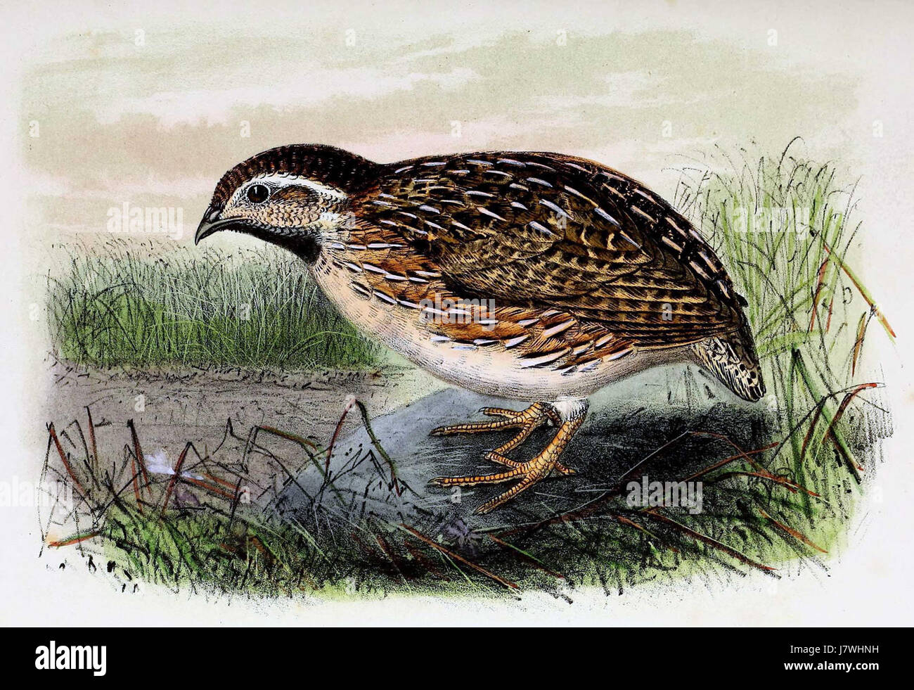 Coturnix coturnix 1873 Banque D'Images