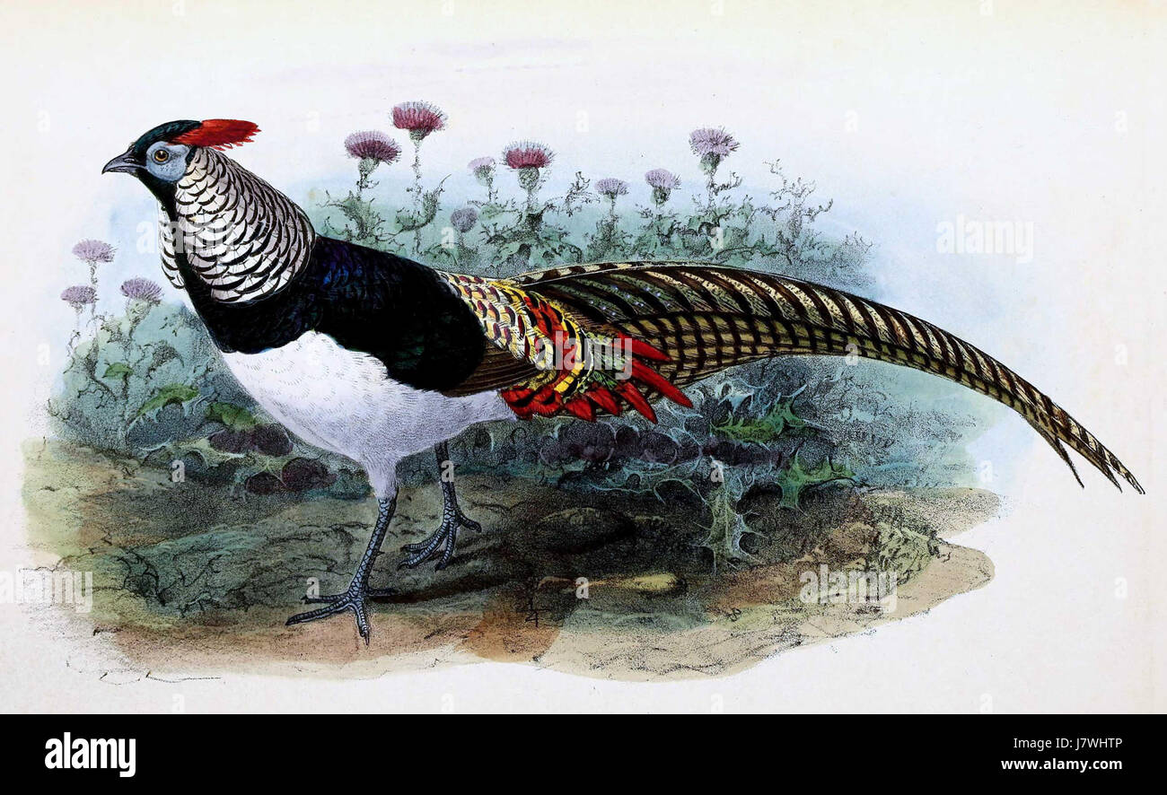 Chrysolophus amherstiae, communément connu sous le nom de faisan Amherstâ€™s, a été documenté en 1876. Cette espèce est connue pour son plumage vibrant et son habitat indigène en Chine. Banque D'Images