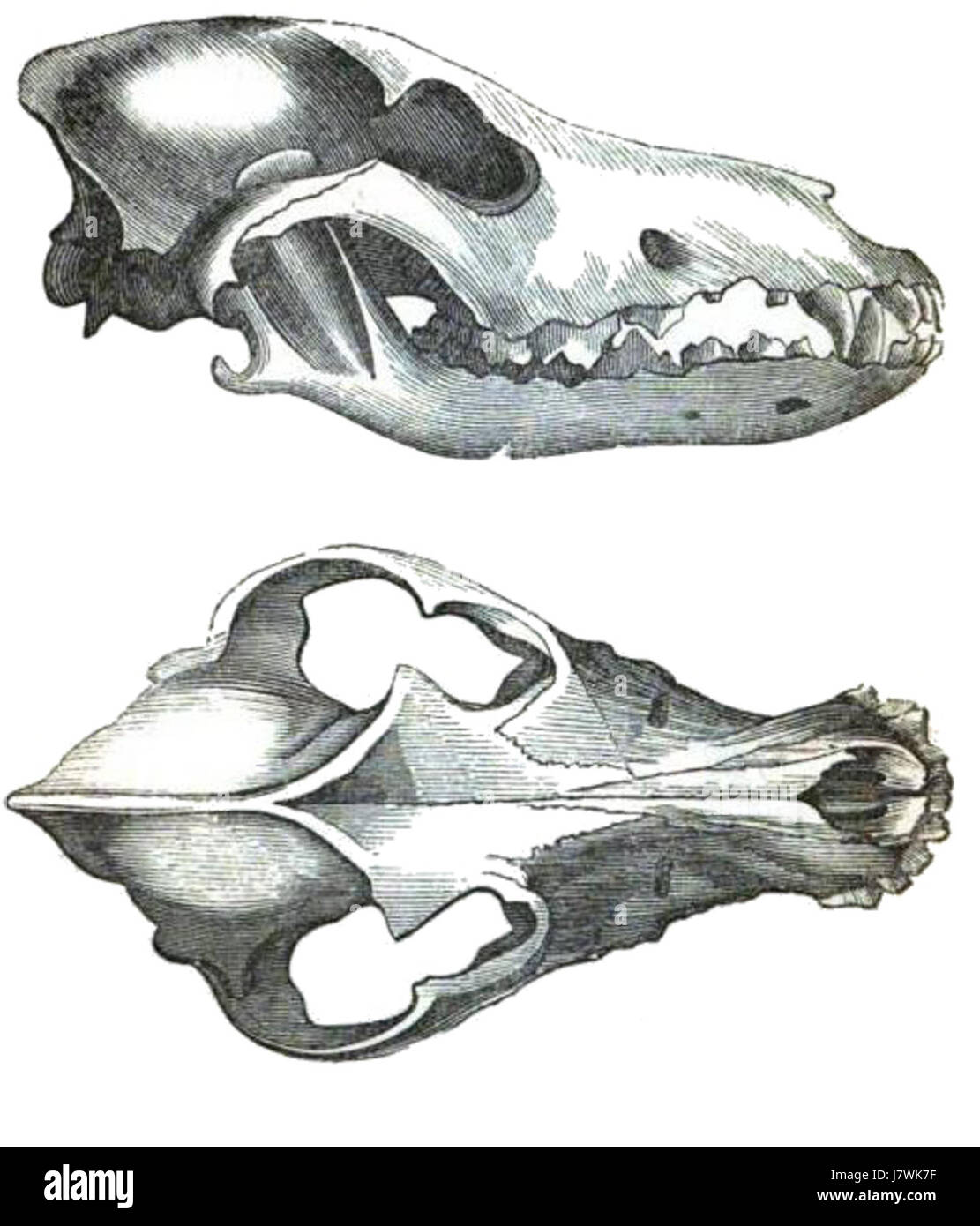 Canadawolfskull Banque D'Images