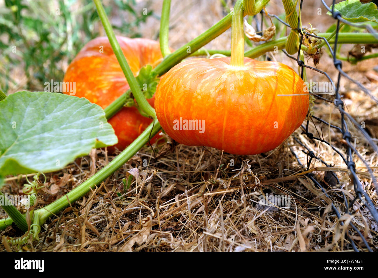 Citrouille légumes heirloom squash cinderella vine vigne vigne raisin fresh Banque D'Images