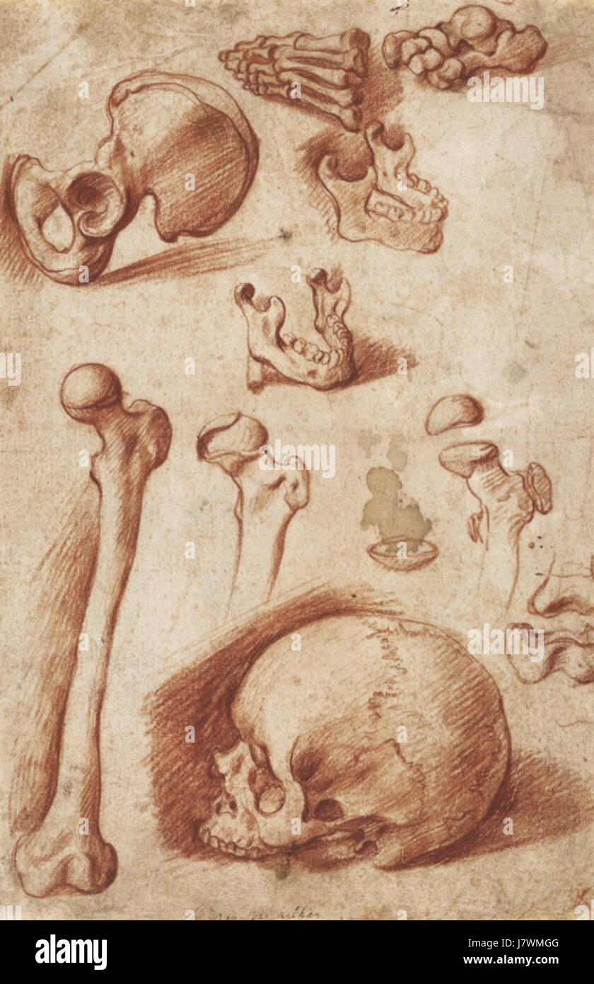 Une série d'études à la craie rouge de Jan Steven van Calcar, illustrant les os humains avec précision anatomique, fait partie de ses contributions à la recherche médicale et artistique pendant la Renaissance. Banque D'Images