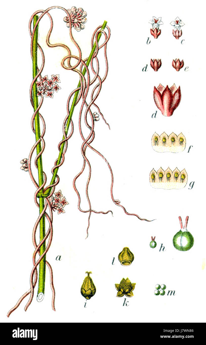 Cuscuta europaea, communément appelé la dodder européenne, est une espèce végétale parasite qui se fixe aux plantes hôtes et en tire des nutriments. Décrite par le botaniste Jacob Sturm, cette espèce végétale est connue pour son aspect filaire et son impact sur les cultures agricoles. Banque D'Images